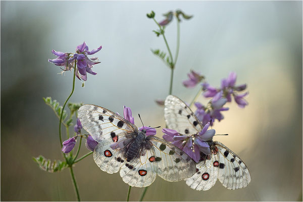 Roter Apollo (Parnassius apollo thiemo), Deutschland, Baden-Württemberg