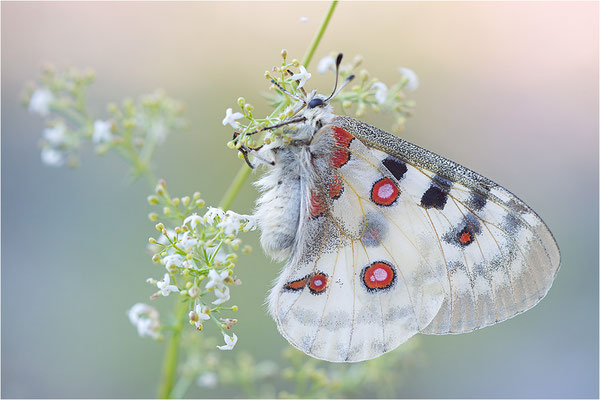 Roter Apollo (Parnassius apollo venaissimus), Frankreich, Dep. Vaucluse