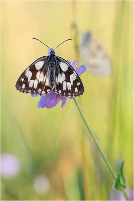 Schachbrettfalter (Melanargia galathea), Männchen, Deutschland, Baden-Württemberg