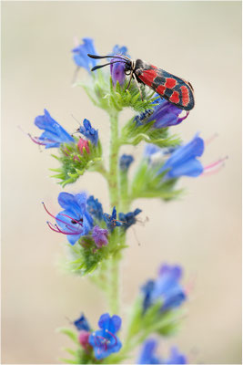 Esparsetten-Widderchen (Zygaena carniolica), Deutschland, Hessen