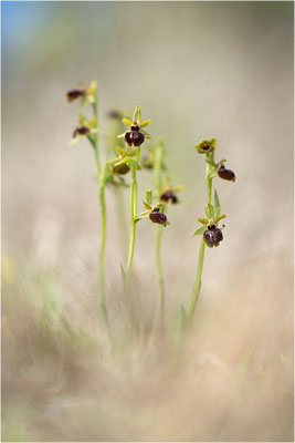 Ophrys passionis, Bouches-du-Rhône