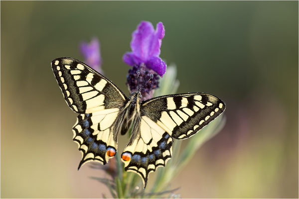 Schwalbenschwanz (Papilio machaon), Frankreich, Dep. Var