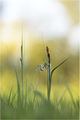 Schwalbenschwanz (Papilio machaon), Deutschland, Baden-Württemberg