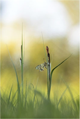 Schwalbenschwanz (Papilio machaon), Deutschland, Baden-Württemberg