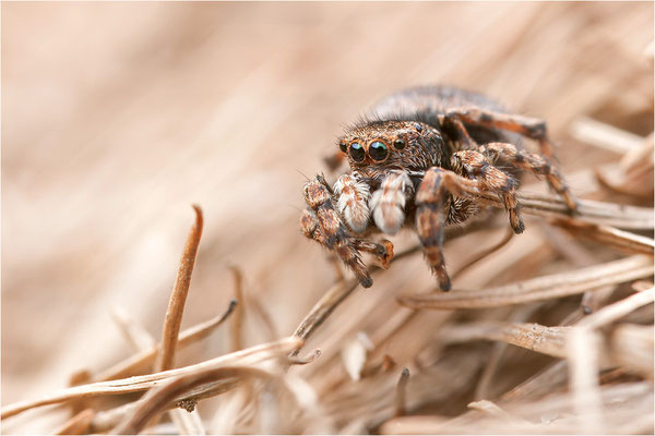 unbekannte Springspinne, Schweiz, Wallis