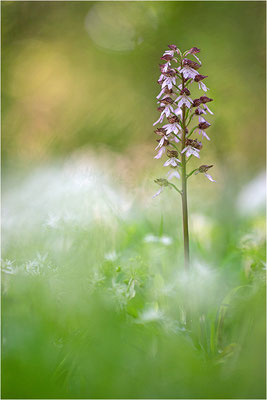 Purpur-Knabenkraut (Orchis purpurea), Deutschland, Baden-Württemberg