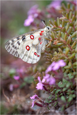 Roter Apollo (Parnassius apollo valesiacus), Schweiz, Kanton Wallis