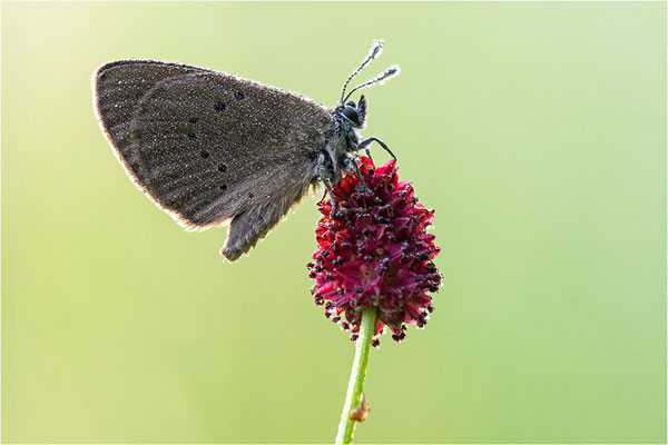 Dunkler Wiesenknopf-Ameisenbläuling (Phengaris nausithous), Deutschland, Baden-Württemberg