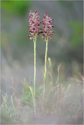Duftende Spitzorchis (Anacamptis fragrans), Korsika