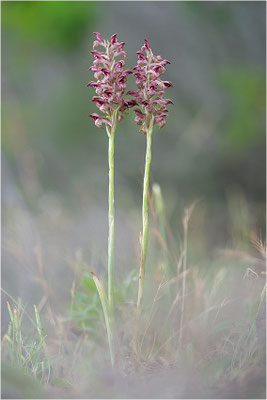 Duftende Spitzorchis (Anacamptis fragrans), Korsika