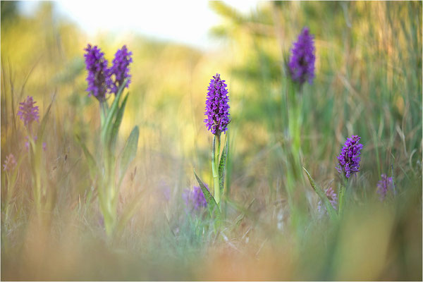 Dactylorhiza incarnata cruenta (?)