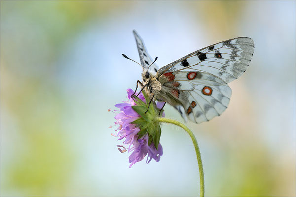 Roter Apollo (Parnassius apollo vercoricus), Frankreich, Dep. Isere