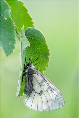 Schwarzer Apollo (Parnassius mnenosyne), Frankreich, Dep. Isere