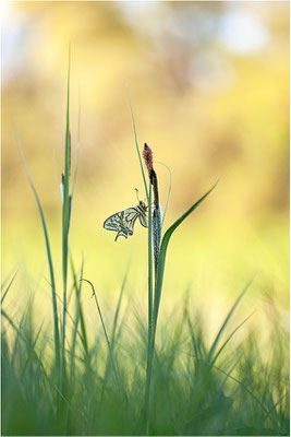 Schwalbenschwanz (Papilio machaon), Deutschland, Baden-Württemberg
