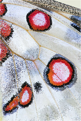 lithographicus