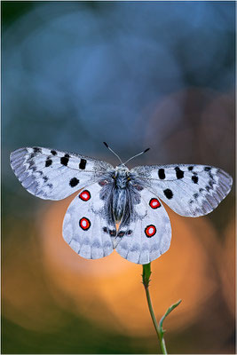 Roter Apollo (Parnassius apollo vercoricus), Frankreich, Dep. Isere