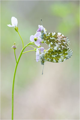 Aurorafalter (Anthocharis cardamines), Paarung, Deutschland, Baden-Württemberg