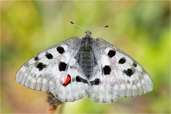 Roter Apollo (Parnassius apollo linnei), Schweden, Gotland