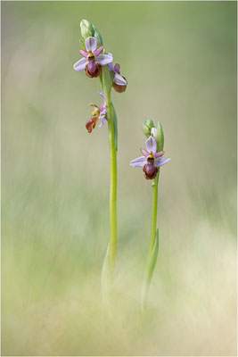 Ophrys aveyronensis x Ophrys araneola (?)
