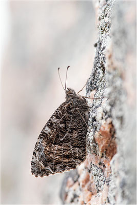 Rostbinde (Hipparchia semele), Schweden, Bohuslän
