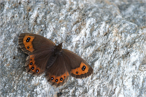 Marmorierter Mohrenfalter (Erebia montana), Italien, Region Aosta, 2.300m