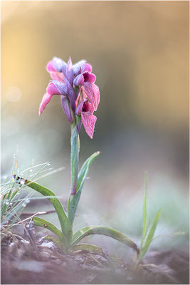 Verkannter Zungenstendel (Serapias neglecta), Frankreich, Var