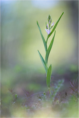 Hybride aus Rotem und Schwertblättrigem Waldvöglein (Cephalanthera x otto-hechtii), Gotland, Schweden