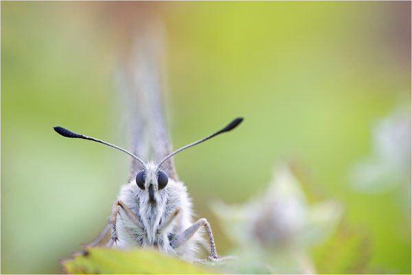 Roter Apollo (Parnassius apollo linnei), Schweden, Gotland