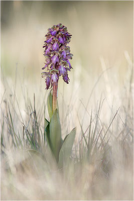 Riesen-Knabenkraut (Himantoglossum robertianum), Provence, Frankreich
