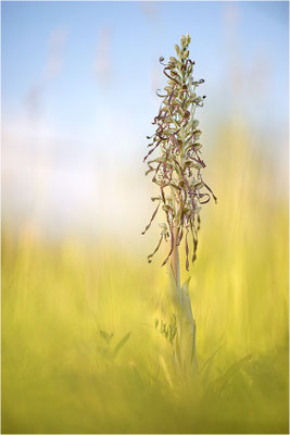 Bocks-Riemenzunge (Himantoglossum hircinum), Alsace, Frankreich