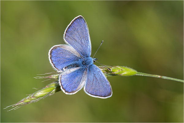 Alexis-Bläuling (Glaucopsyche alexis), Männchen, Frankreich, Drôme