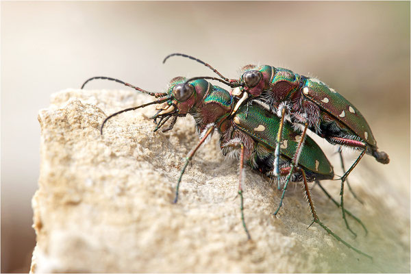 Feld-Sandlaufkäfer (Cicindela campestris campestris), Paarung, Frankreich, Drôme