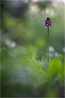 Purpur-Knabenkraut (Orchis purpurea), Deutschland, Baden-Württemberg