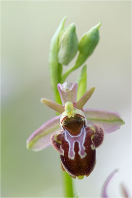 Ophrys scolopax x provincialis (?), Plaines-des-Maures, Var