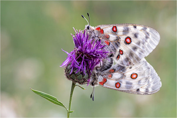 Roter Apollo (Parnassius apollo leovigildus), Frankreich, Dep. Alpes-de-Haute-Provence