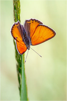 Lilagold-Feuerfalter (Lycaena hippothoe eurydame), Männchen, Frankreich, Dep. Isere