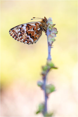 Freijas Perlmuttfalter (Boloria freija), Norwegen, Troms og Finnmark