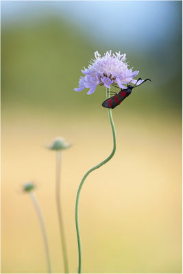 Sechsfleck-Widderchen (Zygaena filipendulae), Deutschland, Baden-Württemberg