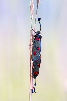 Lavendel-Widderchen (Zygaena lavandulae), Frankreich, Ardèche