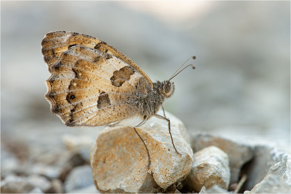 Berghexe (Chazara briseis)