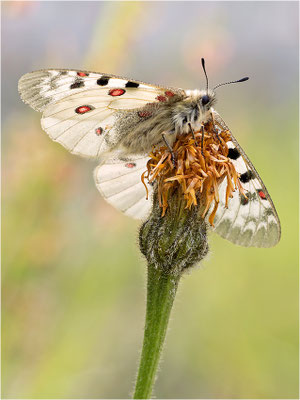 Hochalpen-Apollo (Parnassius phoebus), Italien, Region Aostatal
