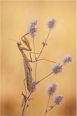 Europäische Gottesanbeterin (Mantis religiosa), Weibchen, Deutschland, Baden-Württemberg