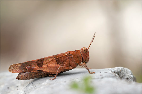 Blauflügelige Ödlandschrecke (Oedipoda caerulescens), Frankreich, Drôme