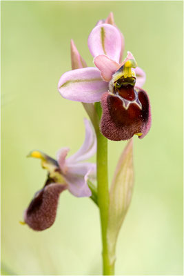 Ophrys ×laconensis - Ophrys morisii x Ophrys neglecta