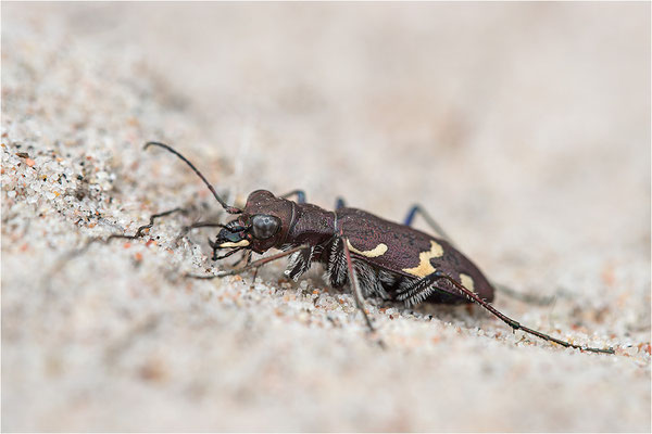 Heide-Sandlaufkäfer (Cicindela sylvatica), Schweden, Farö