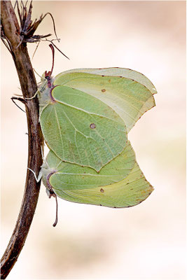 Zitronenfalter (Gonepteryx rhamni), Paarung, Deutschland, Baden-Württemberg