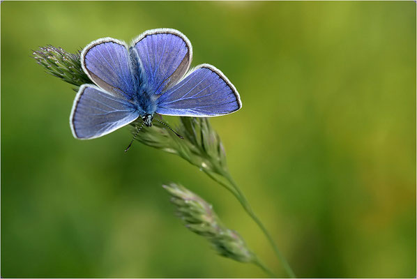 Gemeiner Bläuling (Polyommatus icarus), Männchen, Deutschland, Baden-Württemberg