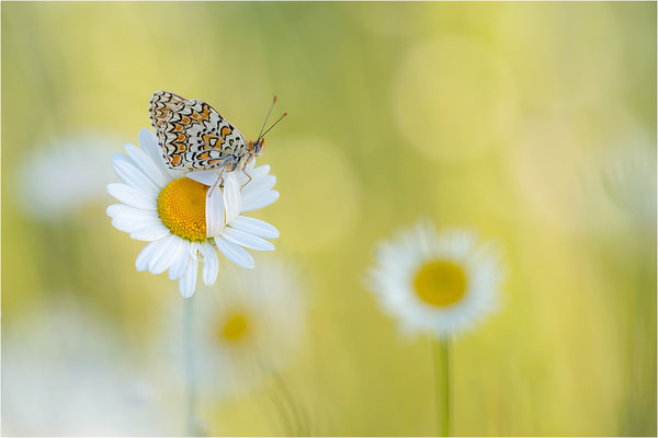 Flockenblumen-Scheckenfalter (Melitaea phoebe), Frankreich, Ardèche