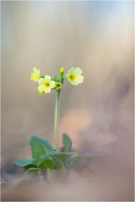 Hohe Schlüsselblume (Primula elatior), Deutschland, Baden-Württemberg