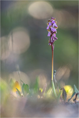 Spitzels Knabenkraut (Orchis spitzelii), Schweden, Gotland